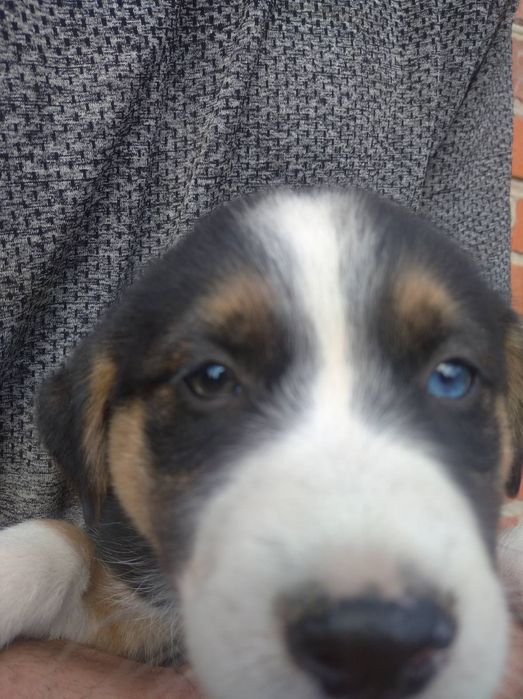 Цуцик Хаскі Техаської