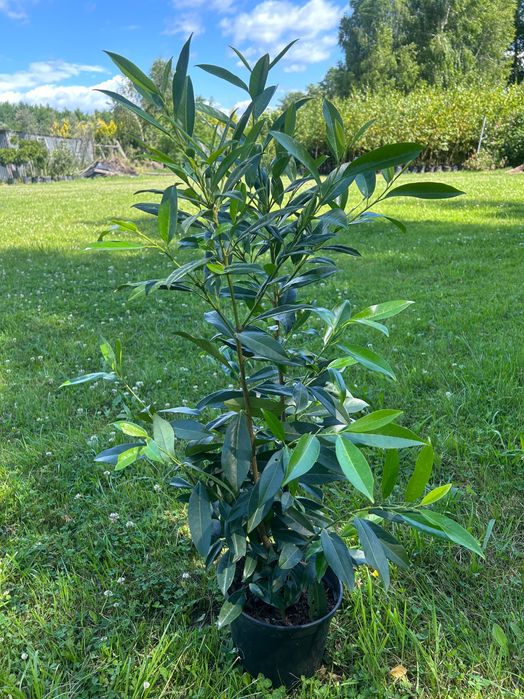 Laurowiśnia caucasica 80-100 cm