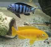 Pseudotropheus Saulosi Taiwan Reef 3-6cm pyszczak pyszczaki