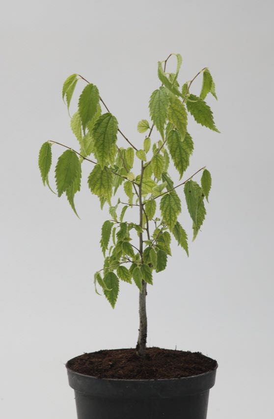 (50xUn.) Mediterranean hackberry - Lódão-bastardo - (Celtis australis)