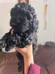 Shihpoo piesek czarny