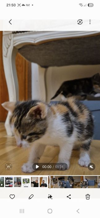 Kocięta do adopcji