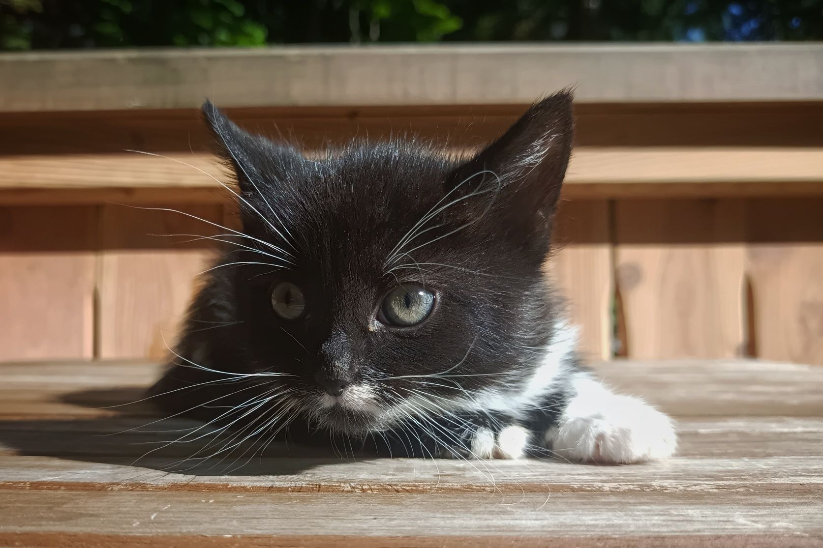 Cztery cudne dziewczyny do adopcji