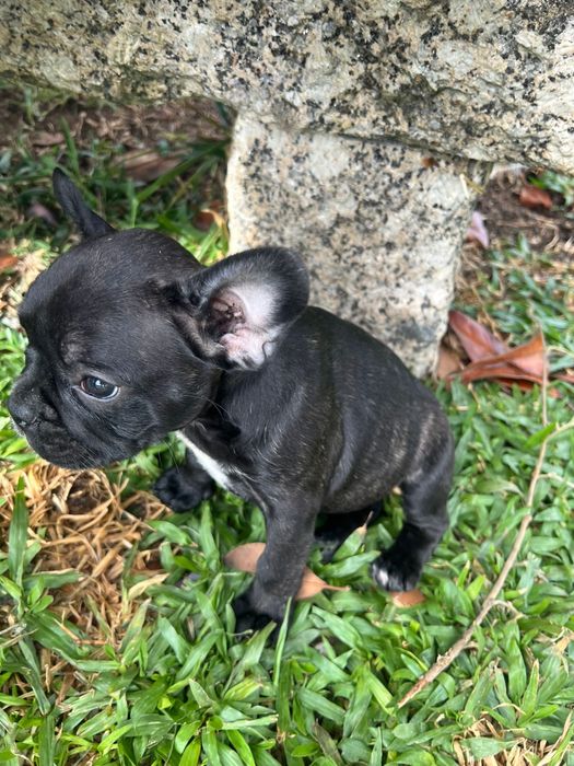 Buldogue francês puro