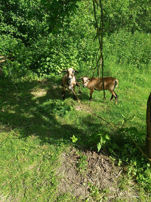 Barany kameruńskie matka z córką