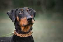 Lucky do adopcji!