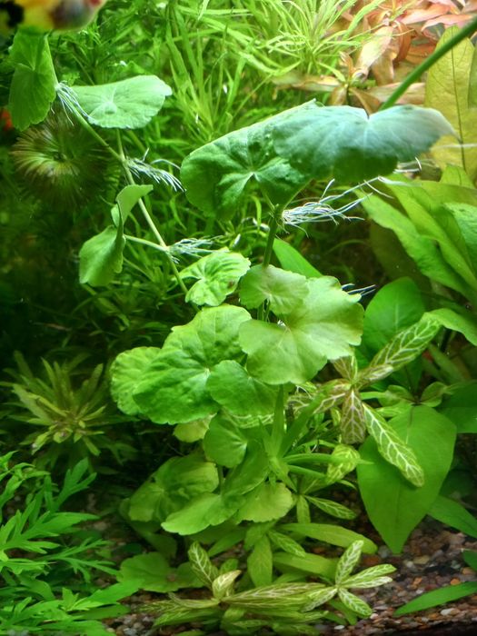 Аквариумные растения