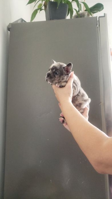 Шикарная девочка голубая мерле