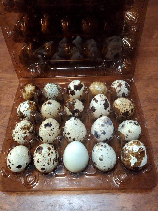 Домашнє перепелине яйце.