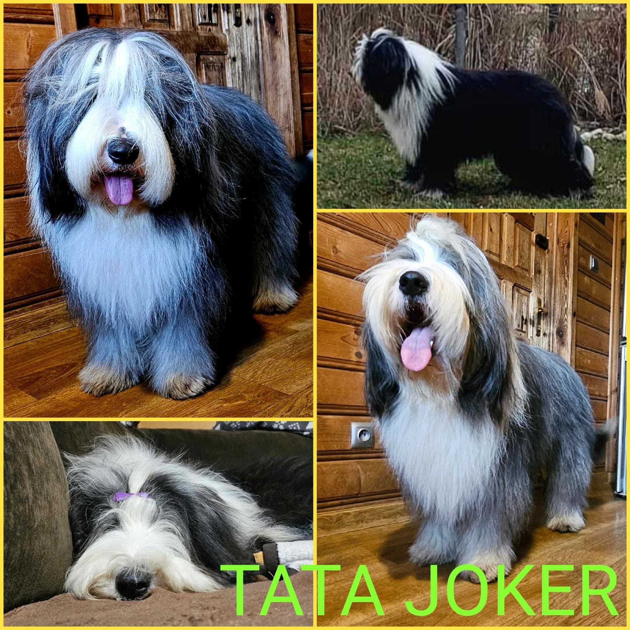 Bearded collie rodowód szczeniak FCI