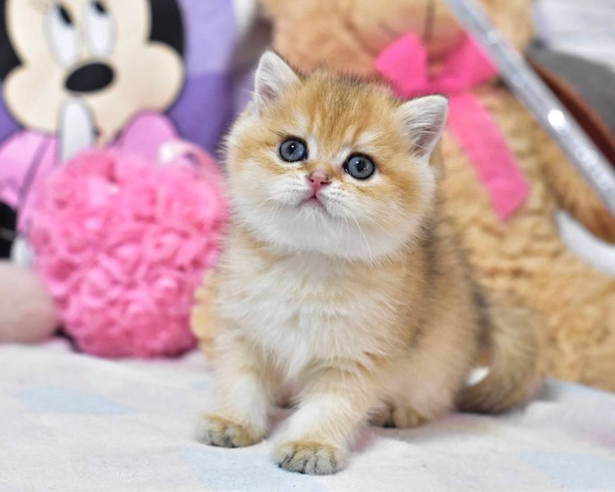 Чарівна красуня британська дівчинка