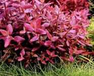 Ludwigia mini Red