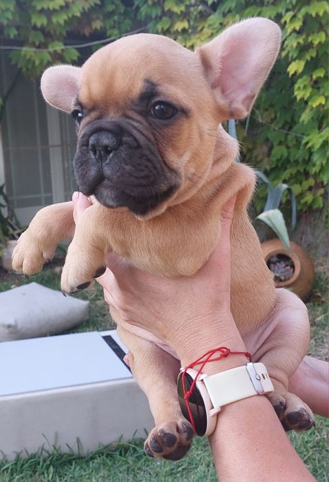 Bulldog francês red fawn