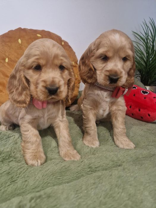 Suczka cocker spaniel