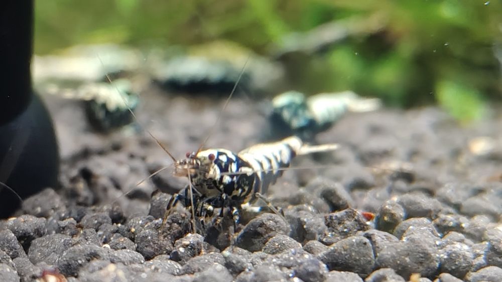 Krewetki Galaxy Black Caridina
