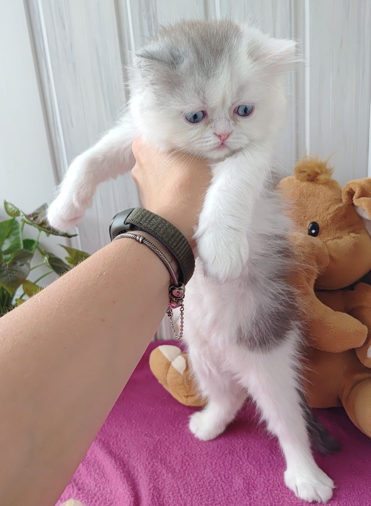 Хлопчик з чарівно блакитними очима.  Котёнок мальчик