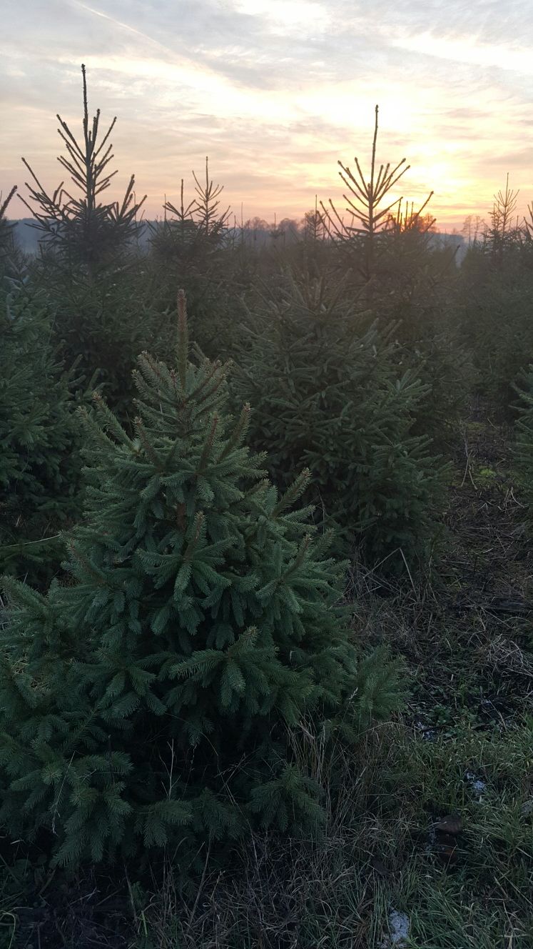 Choinki, świerk srebrny i pospolity, plantacja