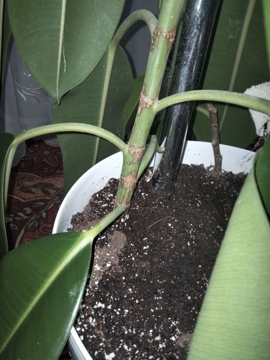 Фікус бенджаміна