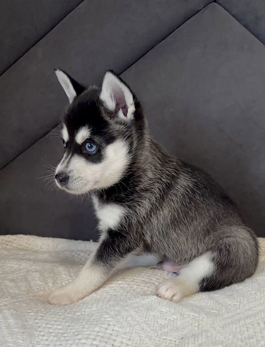 ‼️ЭКСКЛЮЗИВ‼️Чистокровные Мини-Хаски‼️Срочно роспродаем щенков!