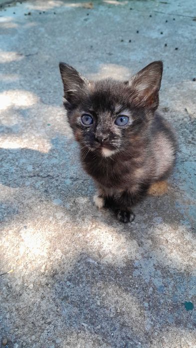 Uma gatinha para adopção