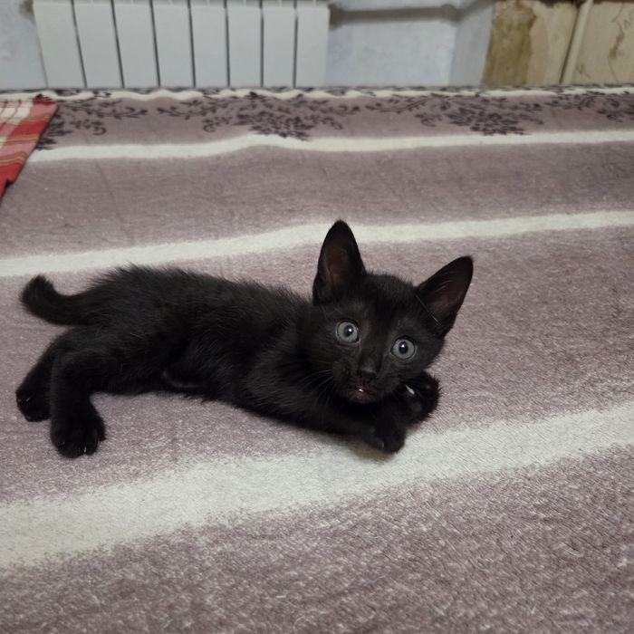 Котёнок, мальчик, 1.5 мес, очень нужен дом и любящий человек