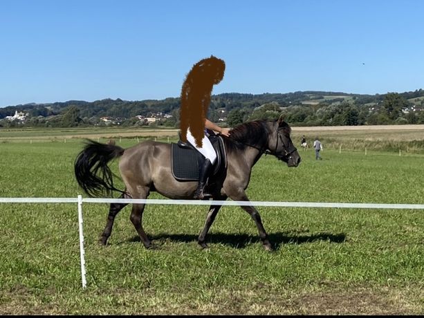 Dzierżawa konia
