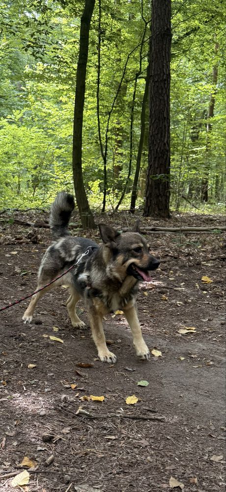 Sunia Łajka - do adopcji.