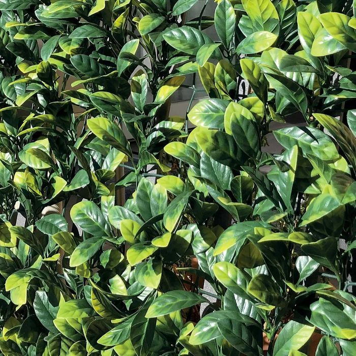 Żywopłot syntetyczny 3D z liści Photinia na siatce 150x 300  cm
