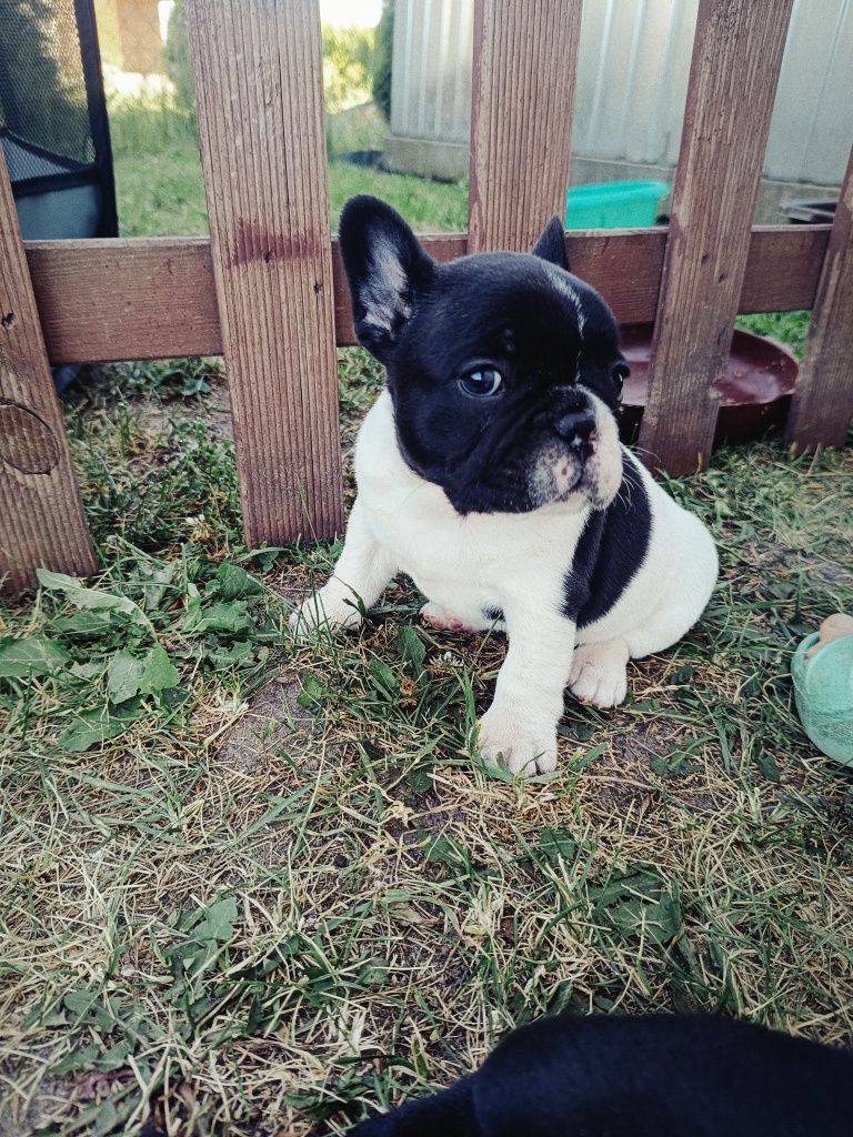 Buldog Francuski