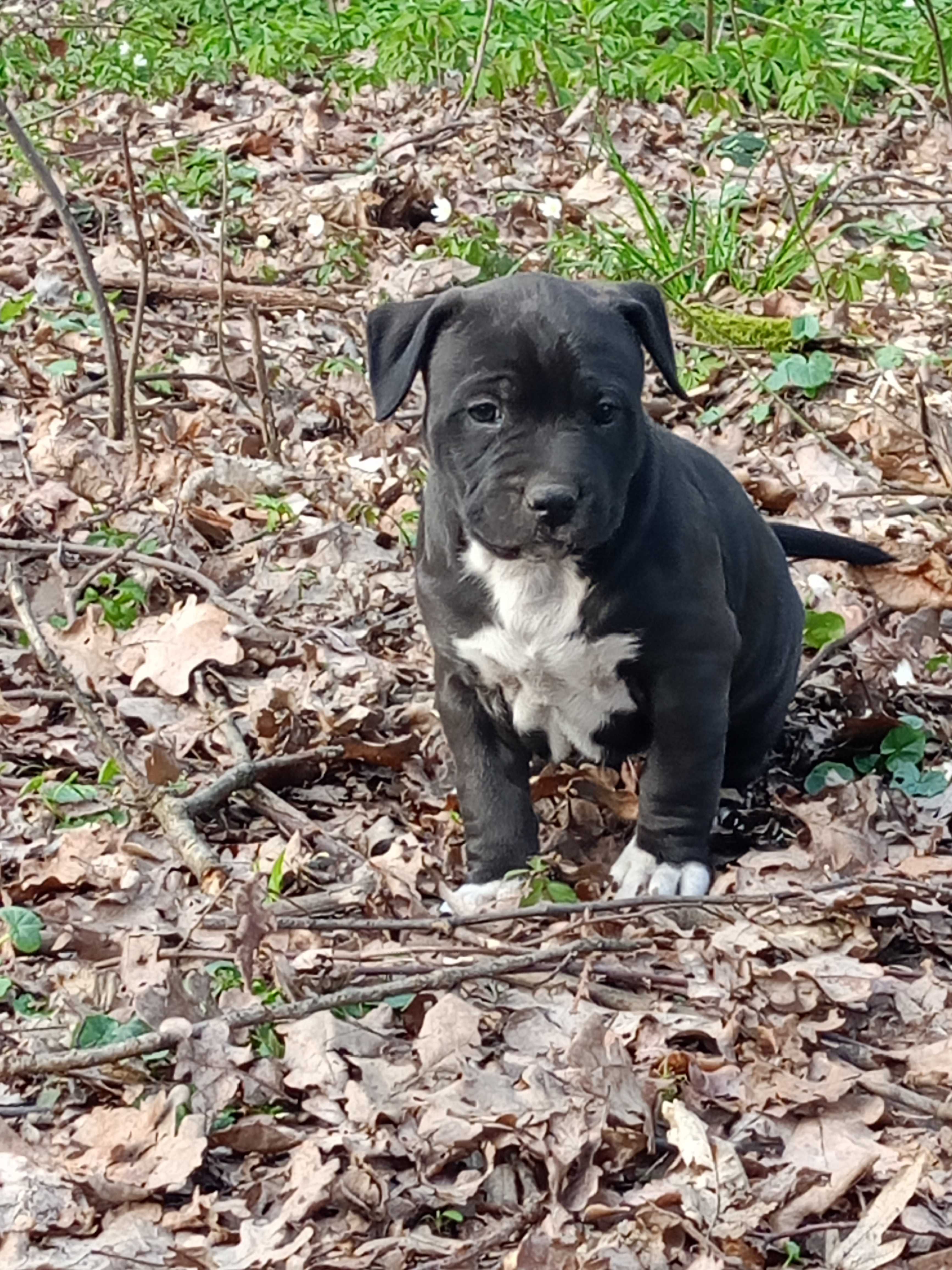 American Staffordshire Terrier Amstaff