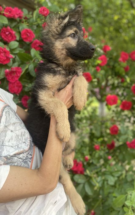 Щенки немецкой овчарки