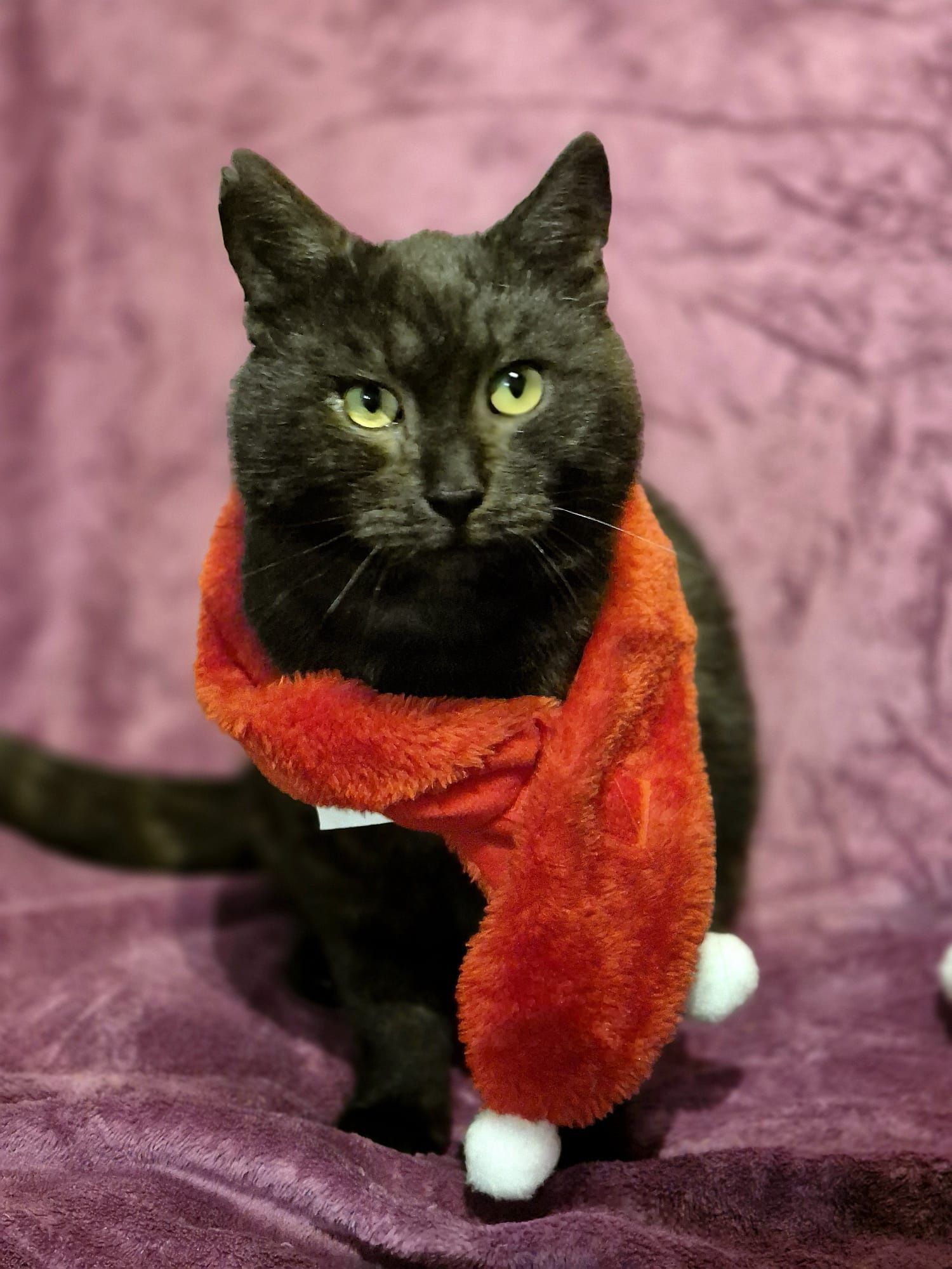 Kocurek Leon do adopcji fiv+