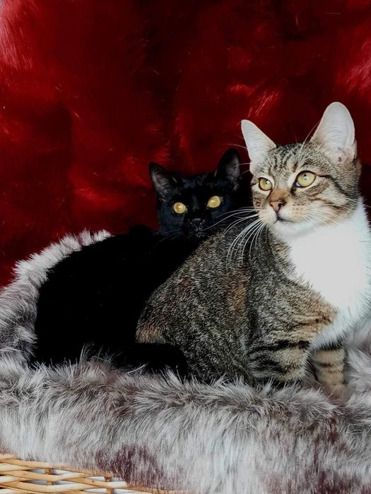 Kociaki szukają domku