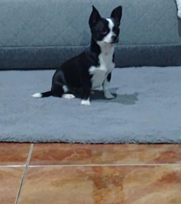 Piesek Chihuahua