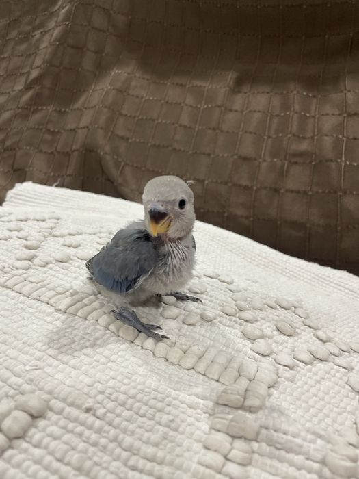 Agapornis azuis para acabar de criar à mão