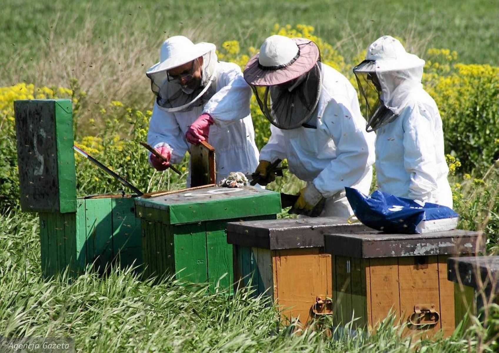 MIÓD NATURALNY — Prawdziwy i Zdrowy z Własnej Ekologicznej Pasieki