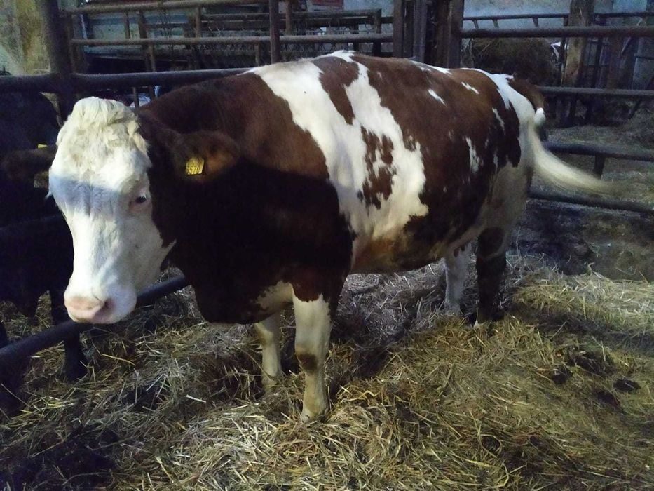 jałówka wysokocielna