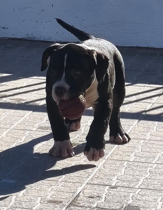 American Bully Pocket
