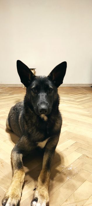 Вівчарка мікс з дворнягою, безкоштовно, Львів