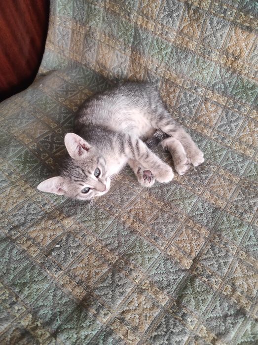 Котятки 7 недель