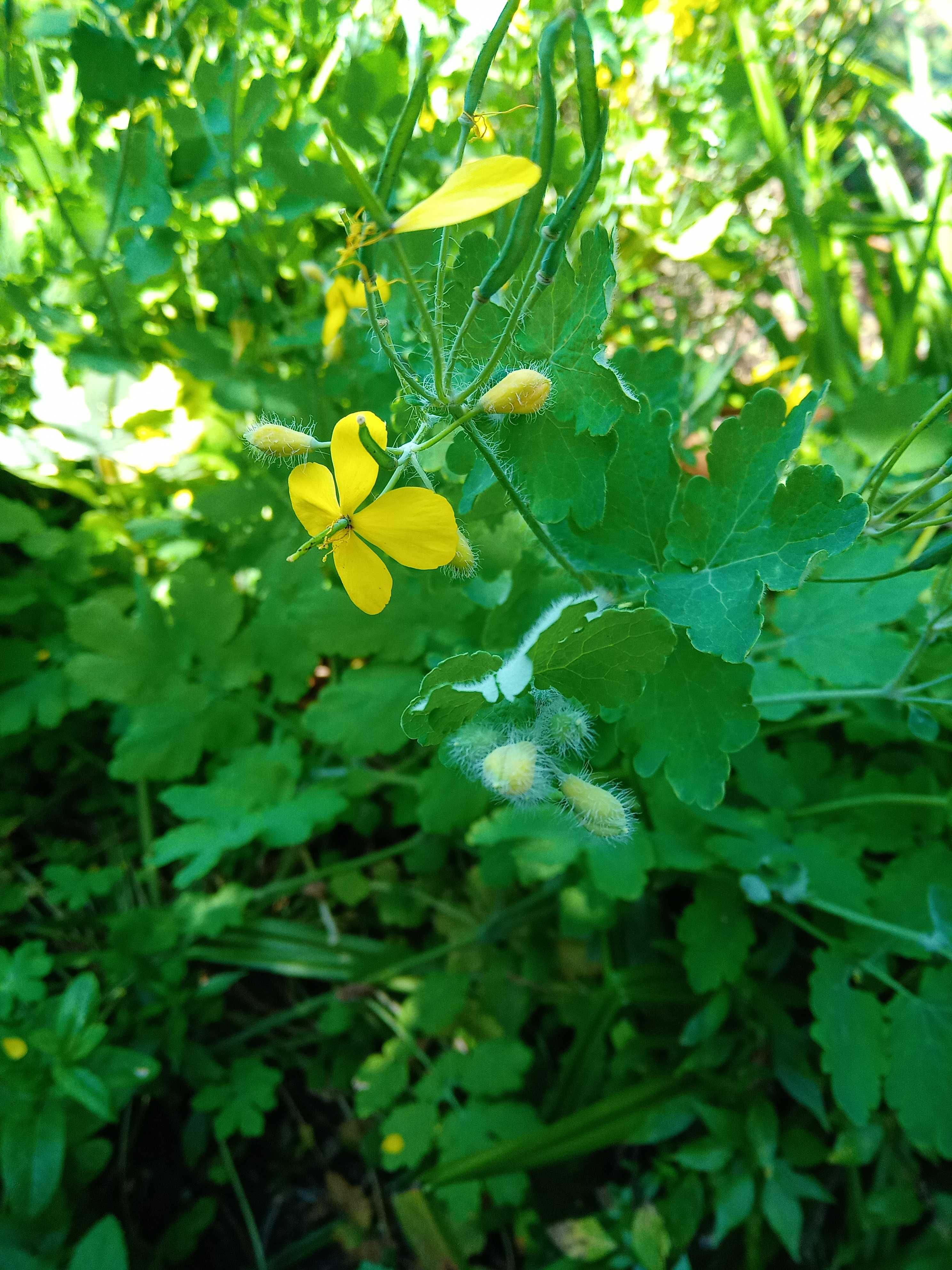 PLANTA BETADINE ( Chelidonium Majus ).. OFERTA