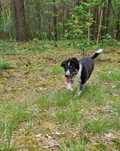 Piesek w typie border collie