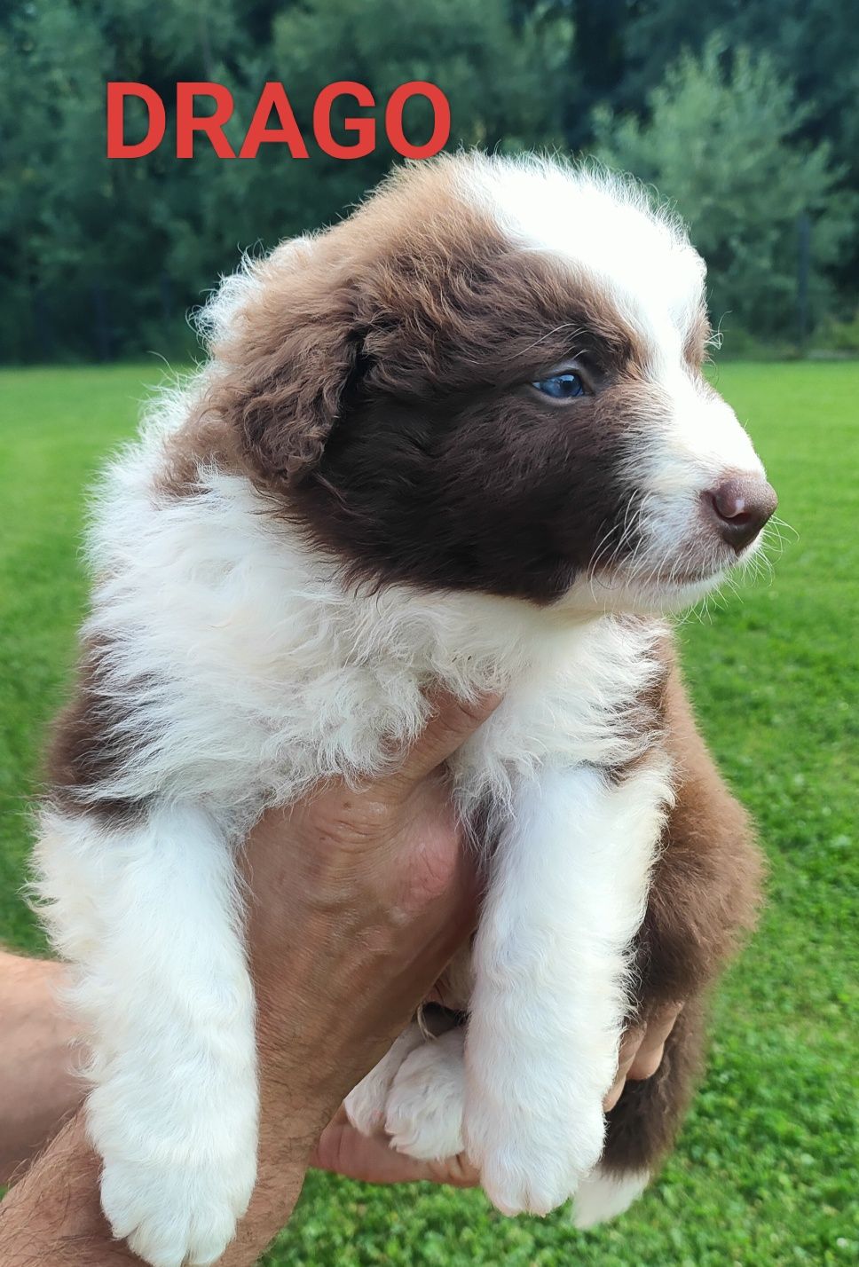 Border collie szczenię