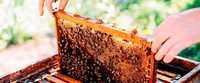 Продам пчел, пчелосемьи ,бджолосім'ї Харьков