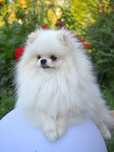 Szpic miniaturowy pomeranian malutki piesek