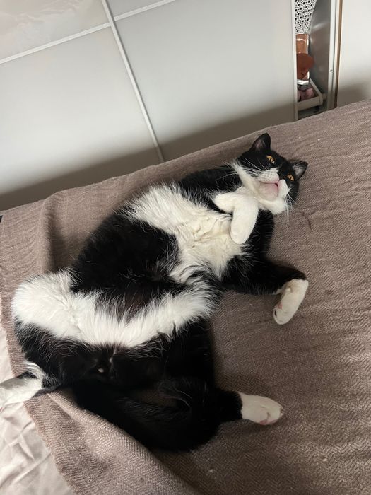 Oddam kota w dobre ręce