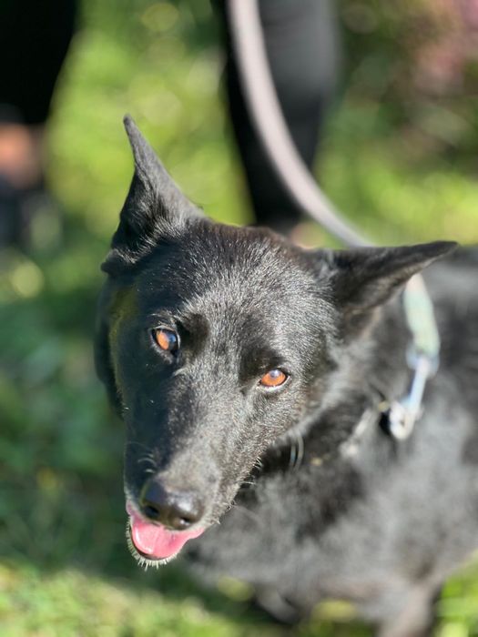 Flapi to taki mały batonik Brauni–słodki, kochany i poprawiający humor