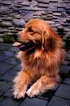 Reproduktor - Golden Retriever - FCI