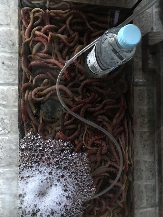 Isco para pesca - cagão