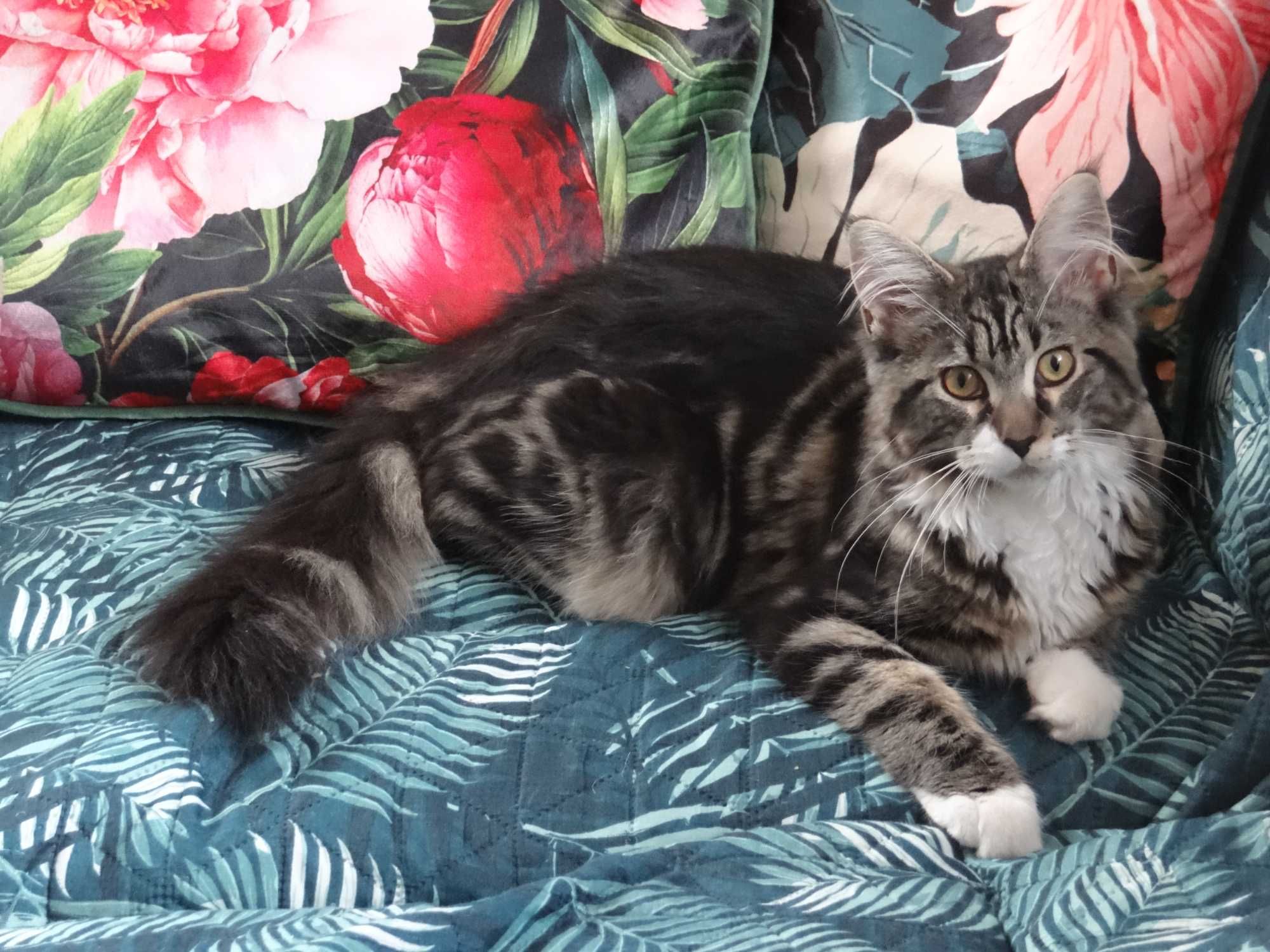 Kotka Maine Coon